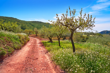 Fototapeta na wymiar Almond spring blossom in Mediterranean