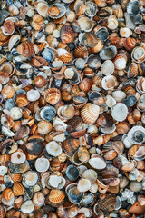 Shells of many types and sizes on the beach