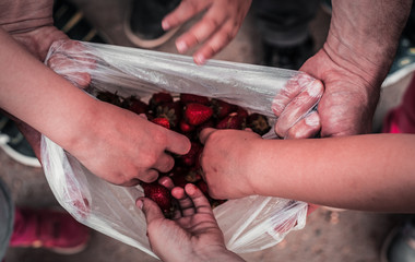 Kids Grabbing for strawberries
