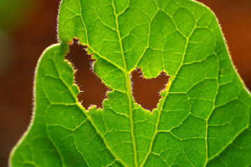 Garden plague in orchard eating lettuce