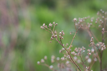 Small dried flowers with green background
