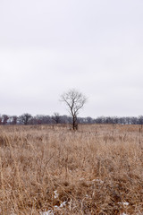 Barren winter trees in a row