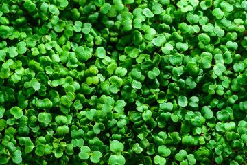 microgreen mustard sprouts green textural background