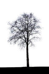 Baum in der Natur auf weißem Hintergrund (overlay for compositing)