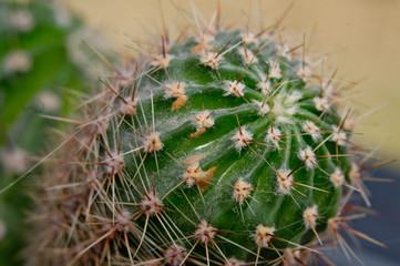 cactus in the garden
