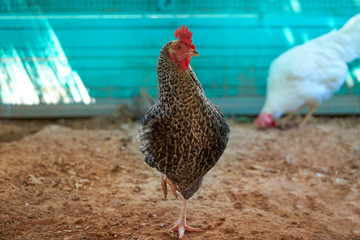 Hens in a poultry hen house sand soil