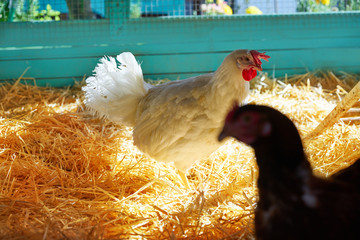 Hens in a poultry hen house with straw © lunamarina