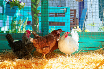 Hens in a poultry hen house with straw © lunamarina