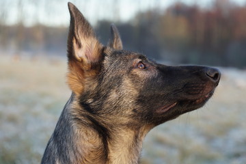 Young german shepherds profile