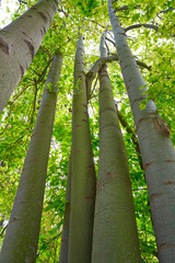 Fototapeta premium lacebark tree Brachychiton discolor Australia