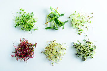 microgreen dill sprouts, radishes, mustard, arugula, mustard in the range on a light background