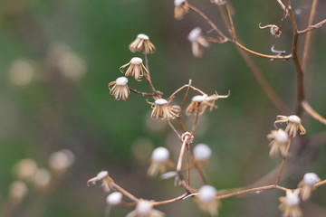 Small dried flowers with green background