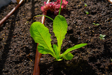 Lettuce plant from seedlings in an orchard