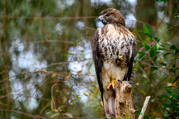 majestic profile shot of a red tailed hawk