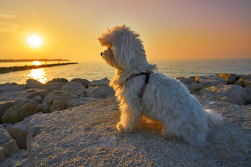 Maltichon pet dog looking beach sunset