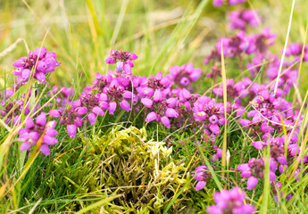 Closeup of Bell heather flowers (prob. Erica cinerea) in Scottish Heathland