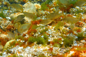 Mediterranean underwater Salema fish school