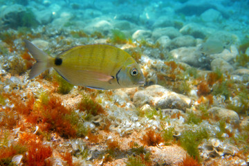 Fototapeta na wymiar Diplodus Sargus fish underwater Mediterranean