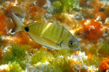 Obraz na płótnie Canvas Diplodus Sargus fish underwater Mediterranean