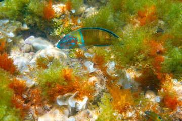 Fredy fish Thalassoma Pavo Mediterranean