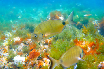 Naklejka na ściany i meble Diplodus Sargus fish underwater Mediterranean