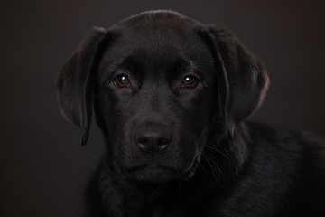 Labrador puppy on black background