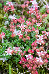 Obraz premium Closeup of English Stonecrop flowers (Sedum anglicum) in Scottish Heathland