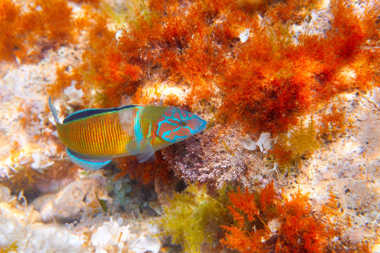 Fredy fish Thalassoma Pavo Mediterranean