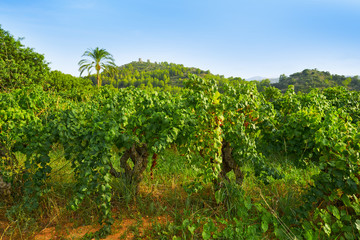 Fototapeta na wymiar Vineyards in Marina alta of Alicante