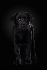 Labrador puppy on black background