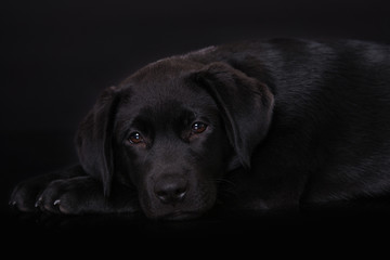 Labrador puppy on black background