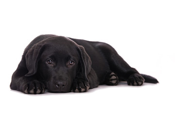 Labrador puppy isolated on white background