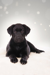 Labrador puppy lying on a sheep fur