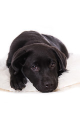 Labrador puppy isolated on white background