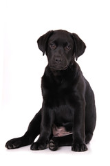 Labrador puppy sitting isolated on white background