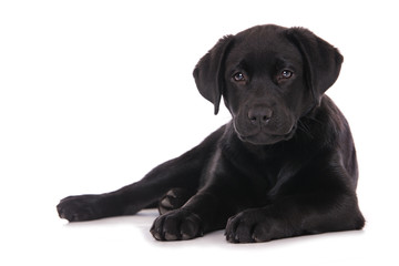 Labrador puppy isolated on white background