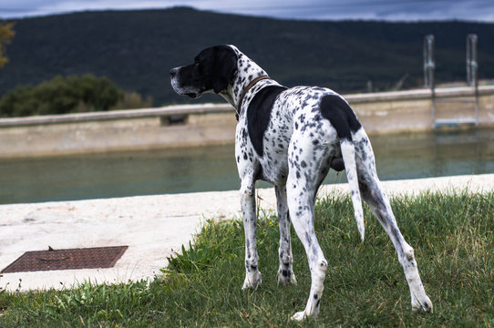 dog on the grass