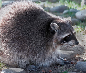 Obraz premium Racoon in its enclosure. Latin name - Procyon lotor