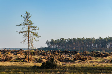 Obraz premium Deforestation in nature. Lumber industry and impact on the environment, last pine tree from forest