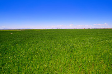 Rice fields in Valencia Safor area Spain