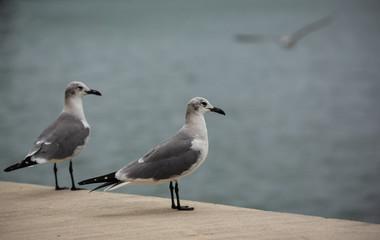 Seagulls Sitting Beside the Water in Miami, USA