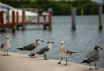 Seagulls Sitting Beside the Water in Miami, USA