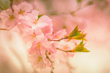 Zweig Kirschblüten, Zierkirsche, romantisch, Hintergrund