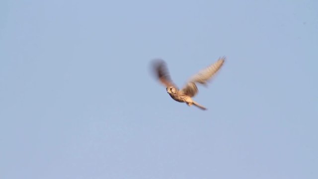 Kestrel Bird hovering on blue sky