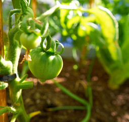 Green tomato plant in an orchard