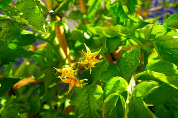 Tomatoes plant with flowers tomato bloom