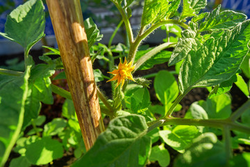 Tomatoes plant with flowers tomato bloom