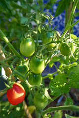 Red tomato in tomatoes orchard field
