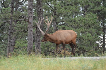 Obraz na płótnie Canvas Elk 