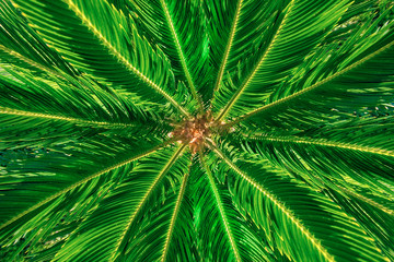 Top view of the palm tree. Background of radial stems and green leaves.